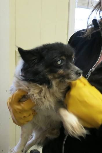 puppy_mill22.jpg